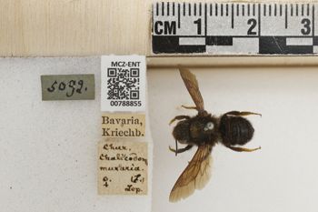 Media type: image;   Entomology 788855 Aspect: Labels